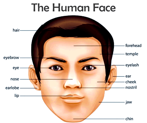 The Human Face of the WHO